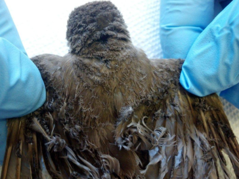 Solar Plant Burns Birds in Mid Flight: 28,000 Deaths Per Year