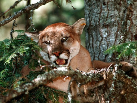 11-Year-Old Girl Shoots Cougar to Save Brother
