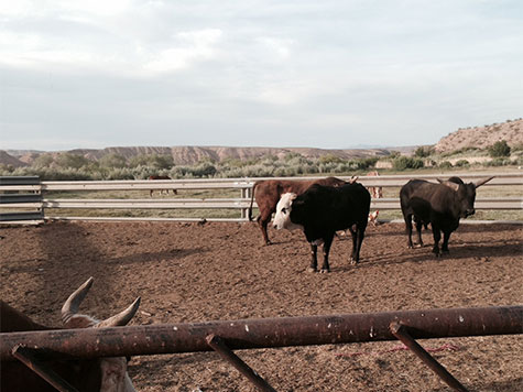 Bundy Family Says 'Euthanized' Cattle Shot Multiple Times