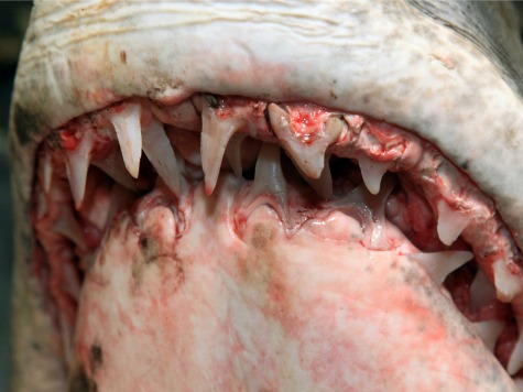 Florida Man Catches 805-Pound Mako Shark