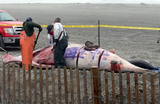 Whale Washes up in New Jersey, Gets Graffiti Tag