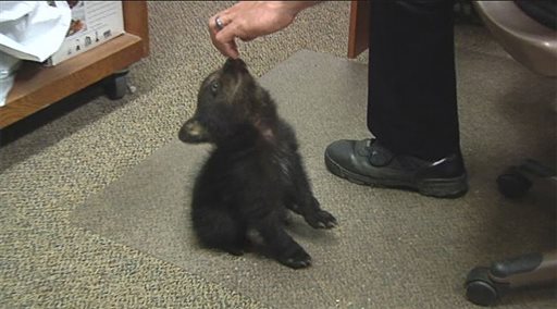 Adorable Bear Cub Charms Police in Oregon
