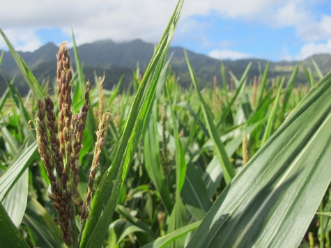 June Weather Could Hurt US Corn Crop