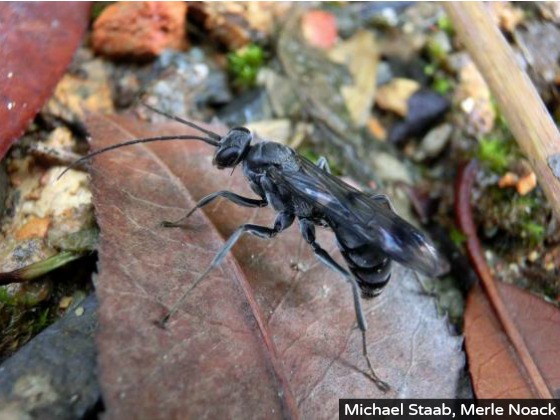 New Wasp Species Kills Spiders, Builds Nests of Ant Corpses