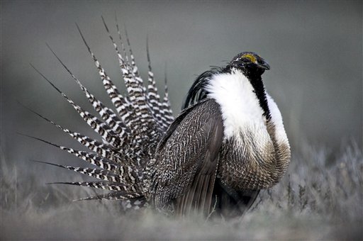 Senate Majority Could Rest on the Fate of the Sage Grouse