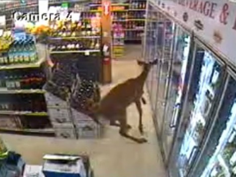 Deer Breaks Glasses and Bottles of High-End Booze in Quick Liquor Store Visit