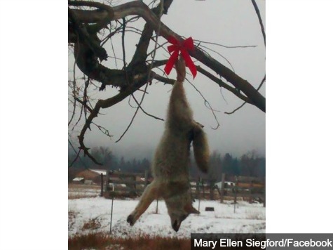 Dead Coyote Hung from Tree with Christmas Bow