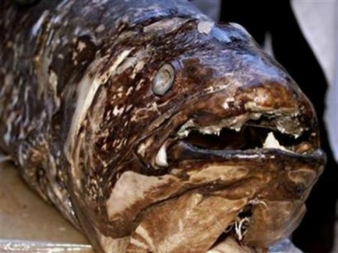 True Unaffiliated Voters About as Rare as This Creepy Fish