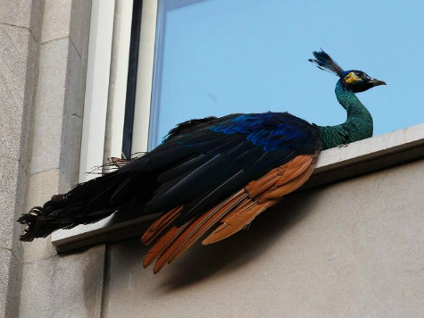 Dozens of Peacocks Killed as Perpetrators Still on the Lam