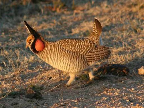 Report: Bankrupt Illinois Spends $455 K on Airplanes to Fly Prairie Chickens Into State