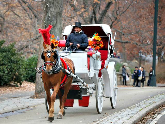 PETA Using Celebs to Push for Horse Carriage Ban in New York City