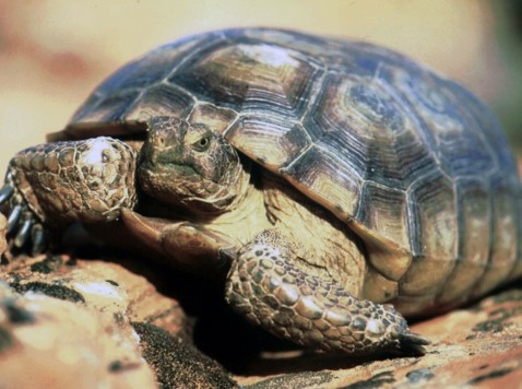 Mojave Ranchers Wiped Out for Tortoise