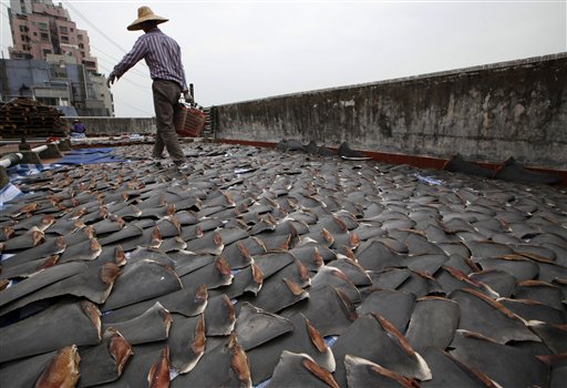 HK Traders Use Roof to Dry Thousands of Shark Fins