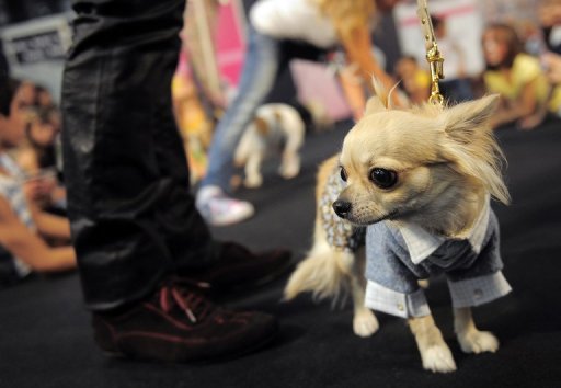 Spanish Pets Head to Church for Blessing