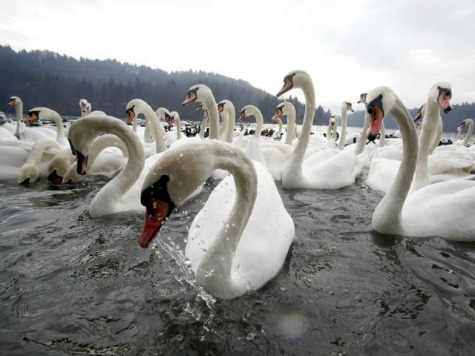 British Police Investigating if Swan Killings are Linked