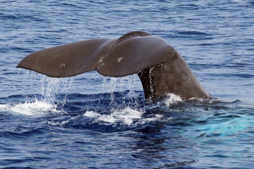 Briton Finds 'Rare Whale Vomit' Worth 50,000 Euros