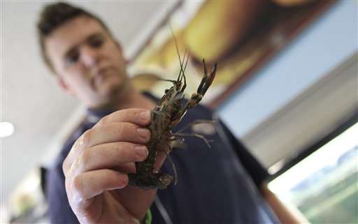 Unbridled Crayfish Breeding Threatens Zimbabwe Water Ecosystem