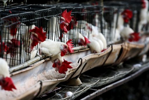 Mexico to Slaughter Half a Million Chickens over Bird Flu