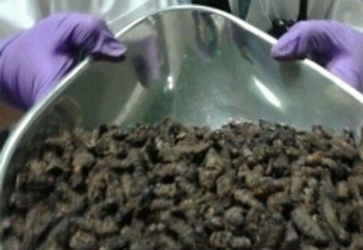 Man with 94 kg of Caterpillars Stopped at British Border