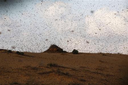 Israel Fights Swarms of Locusts from Egypt