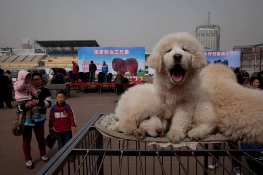 Millions for Mastiff at China Tibetan Dog Expo