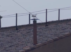 The Vatican seagull now has several Twitter accounts