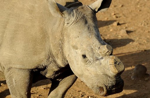 Rhino Poachers Target British Wildlife Parks