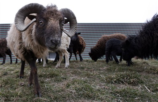 Paris Hires Sheep to Mow City Lawns