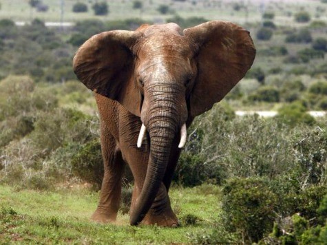 Drunk Tourist Charges at South African Elephant