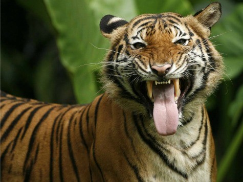 UK Zookeeper Dies from Tiger Attack Injuries