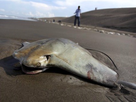 250 Dead Stingrays Found on Mexican Beach