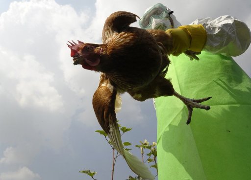 Nepal Bans Chicken Sales After Bird Flu Outbreak