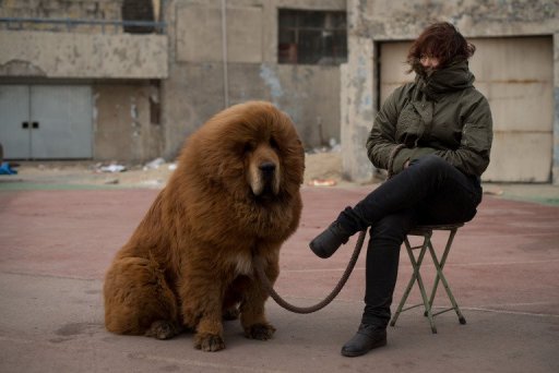 China Zoo Under Fire for Disguising Dog as Lion