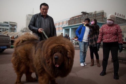 China Zoo That Passed Off Dog as Lion Closes