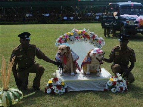 Sri Lankan Police Apologize for Dog Wedding