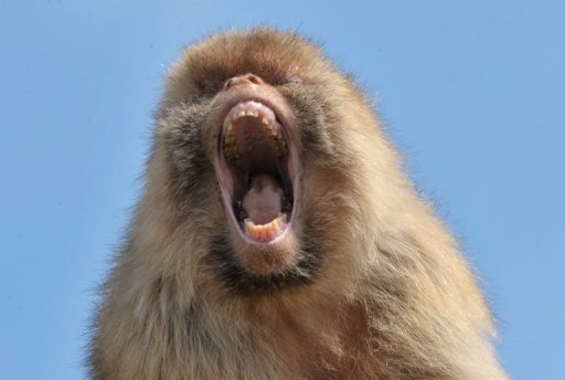 Japanese City Sends 280 People on Monkey Hunt