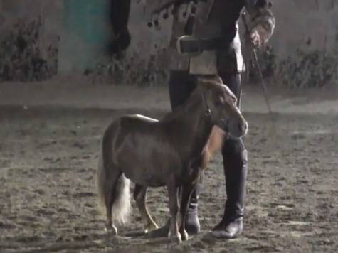 World's Smallest Pony Stolen in Italy