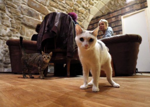 'Cat Cafe' Is Purrfect Spot for Paris Animal Lovers
