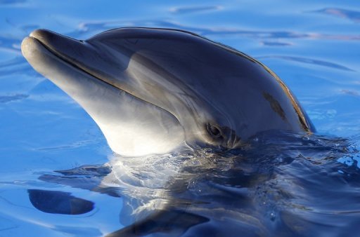 Taiwan Seizes 820 Kilograms of Dolphin Meat