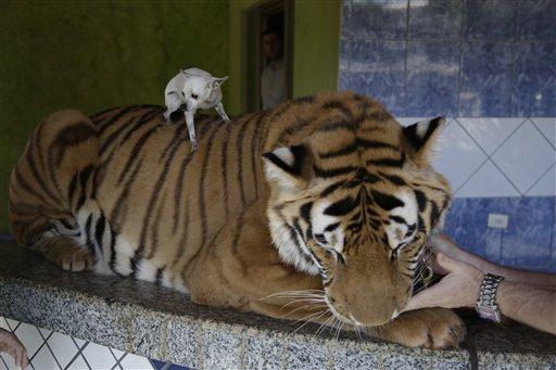 Brazil Family Fights to Keep House-Trained Tigers