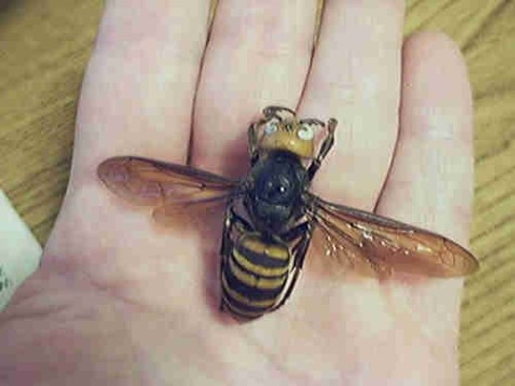 World View: Series of Giant Hornet Attacks in China Kill 41, Injure Thousands