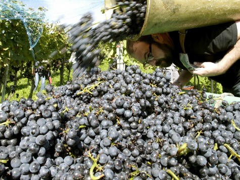 Man Crushed to Death by Grapes in Spain
