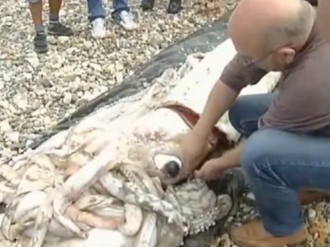 Giant Squid Carcass Washed Up on Spanish Beach