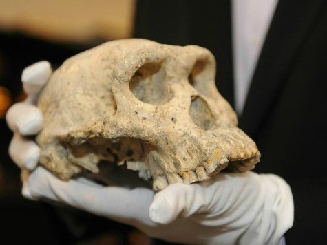 Newly-Discovered Fossilized Skull Could Prove Homo Erectus Sole Human Ancestor