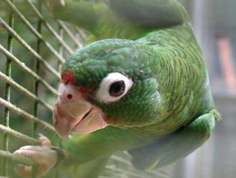 Swiss Crack Case of Parrot Egg Underwear Smuggler
