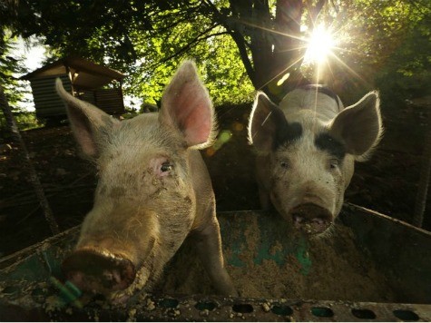 Pig Farmer Ordered Repo Men to Strip, Enter Boar's Cage