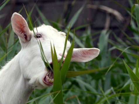 Japan Condo Ditches Lawnmowers for Grass-Munching Goats