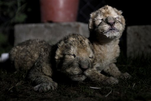 Newborn Lion Cubs Die in Hamas-Run Zoo in Gaza