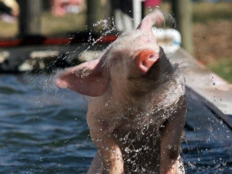 Britain to Sell Pig Semen to China