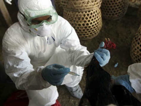 Chinese Develop Vaccination for H7N9, Bird Flu
